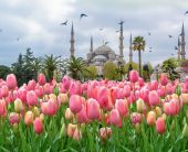 Фестивал на лалетата в Истанбул, Турция с автобус от София - 3 нощувки